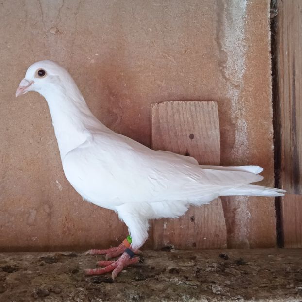 Pui 23-938 - Albi