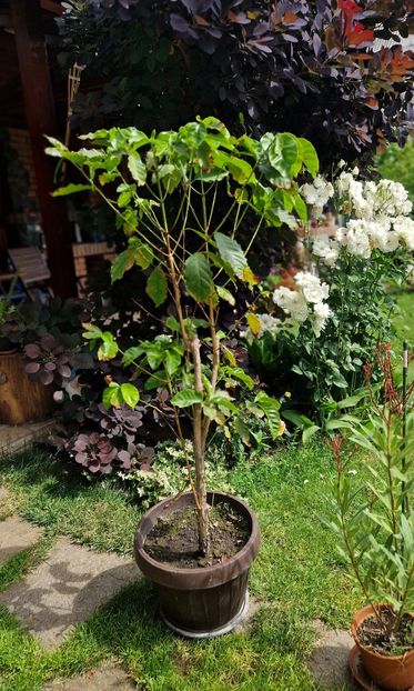 06.2024 - Arborele de cafea