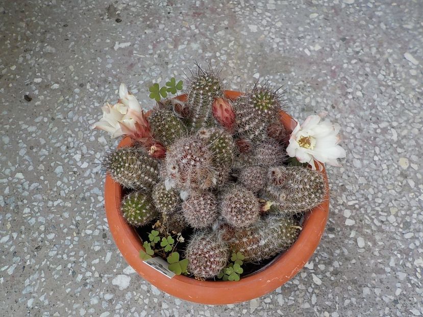  - chamacereus hibrid