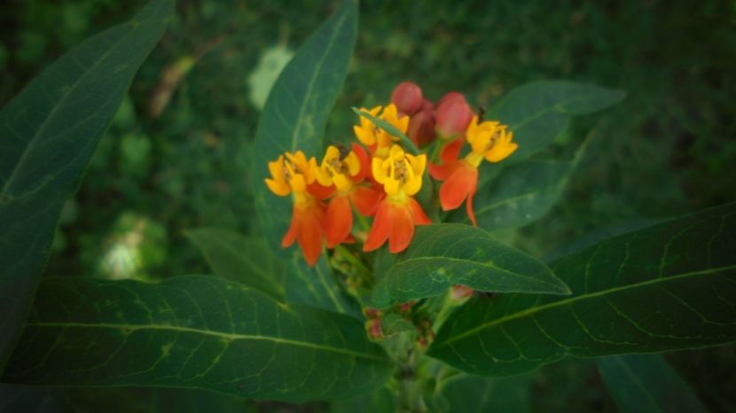 Asclepias curassavica - 2024