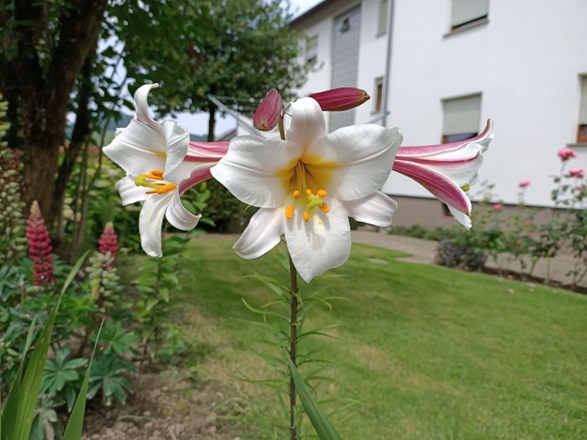 Img.2024.06.09 - Grădina mea