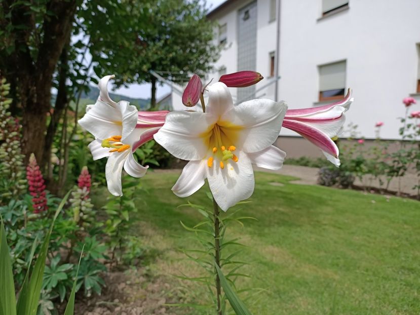 Img.2024.06.09 - Grădina mea