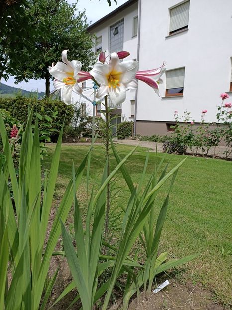 Img.2024.06.09 - Grădina mea