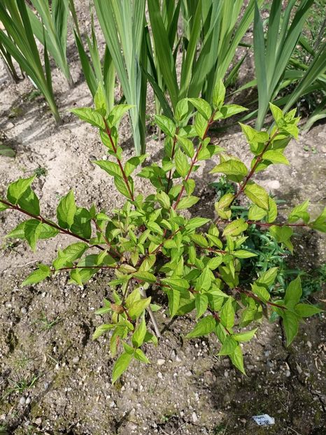 Img.2024.06.09 - Grădina mea