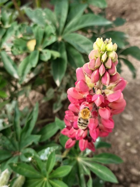 Img.2024.06.09 - Grădina mea