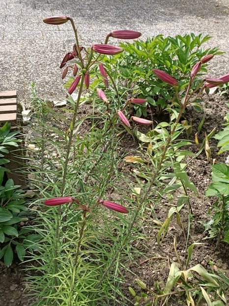 Img.2024.06.09 - Grădina mea