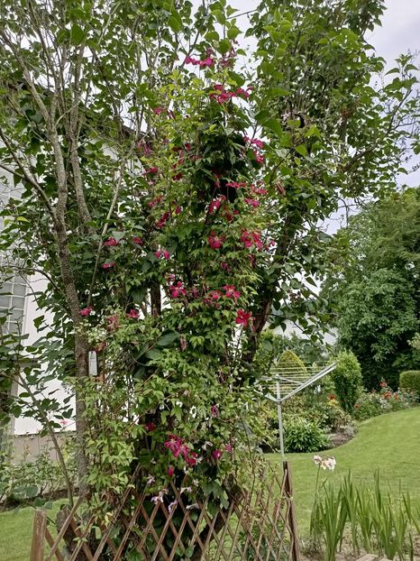 Img.2024.06.09 - Grădina mea