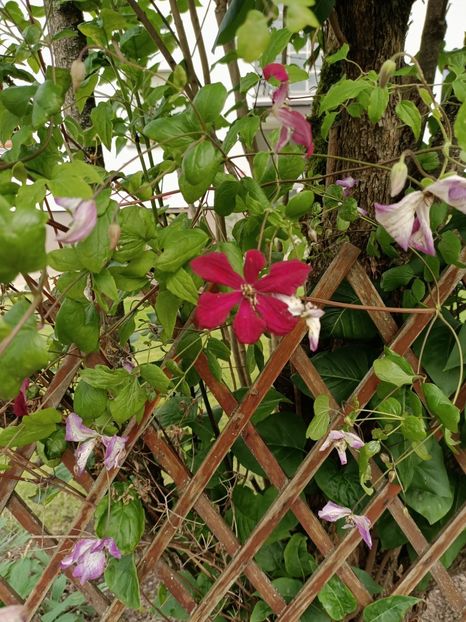 Img.2024.06.09 - Grădina mea