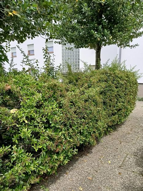 Img.2024.06.09 - Grădina mea