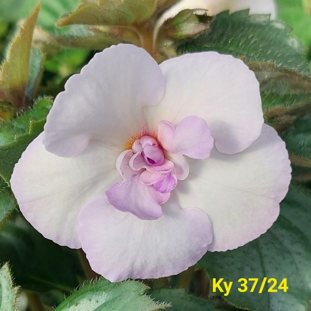 Img.2024.06.08 - Achi din semințe BriDs 2024