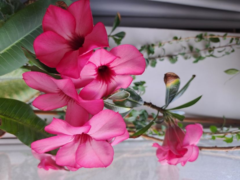 - Adenium obesum