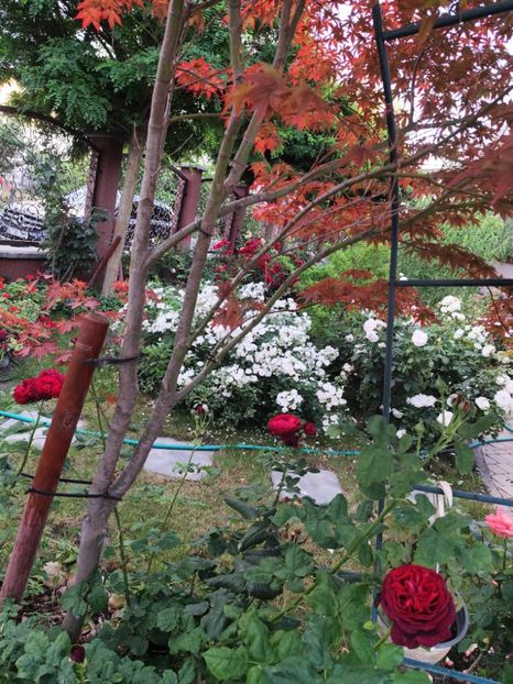  - Grădină vara 2024