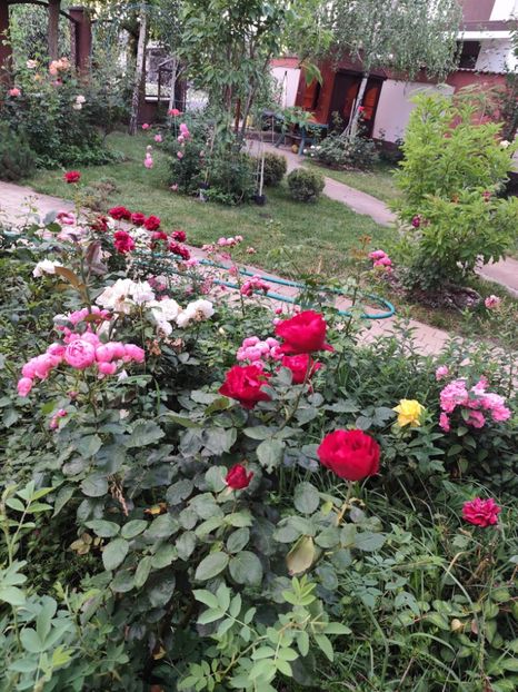  - Grădină vara 2024