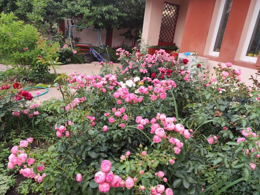  - Grădină vara 2024