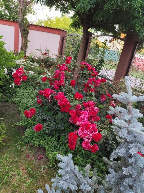  - Grădină vara 2024