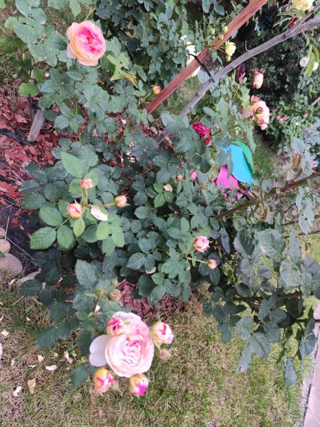  - Grădină vara 2024