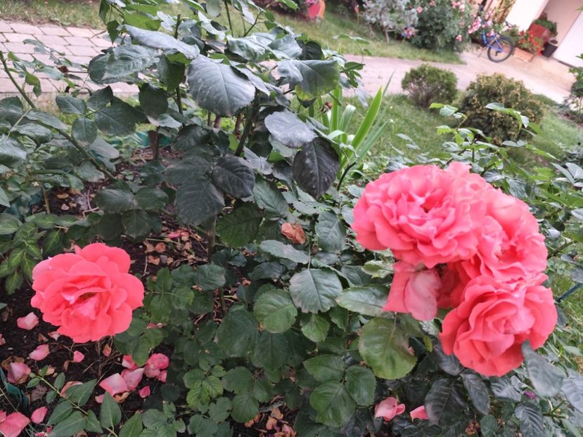  - Grădină vara 2024