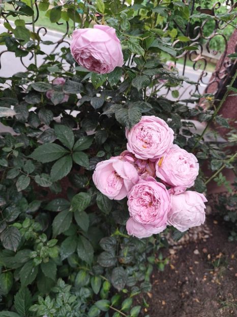  - Grădină vara 2024