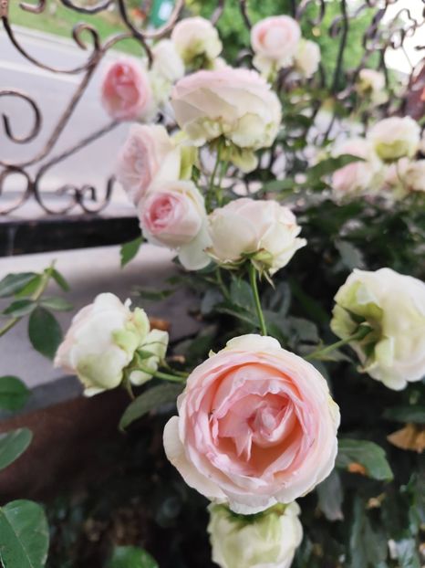  - Grădină vara 2024