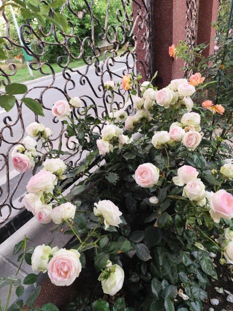  - Grădină vara 2024