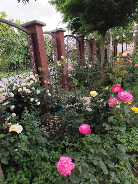  - Grădină vara 2024