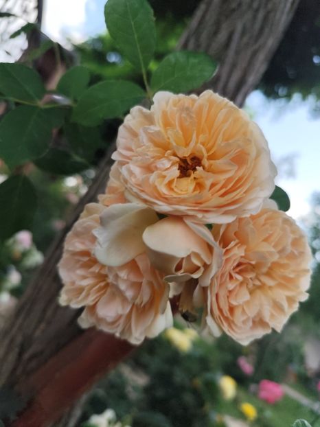  - Grădină vara 2024