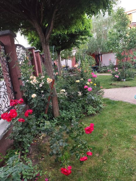  - Grădină vara 2024