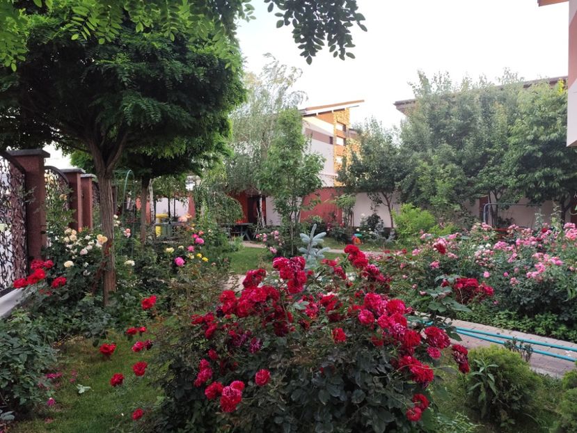  - Grădină vara 2024