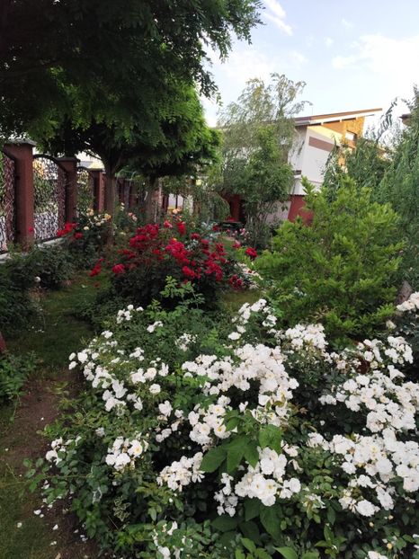  - Grădină vara 2024