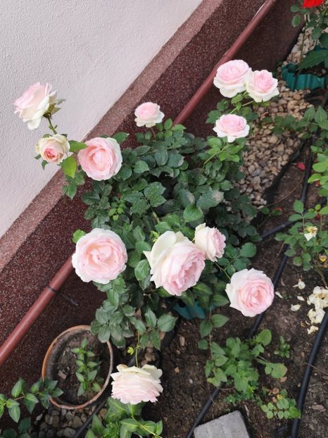  - Grădină vara 2024