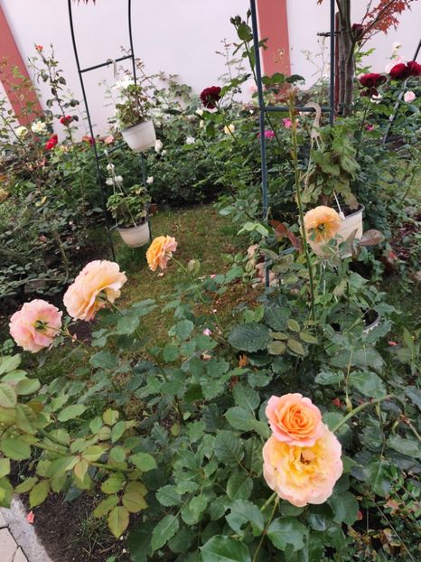  - Grădină vara 2024