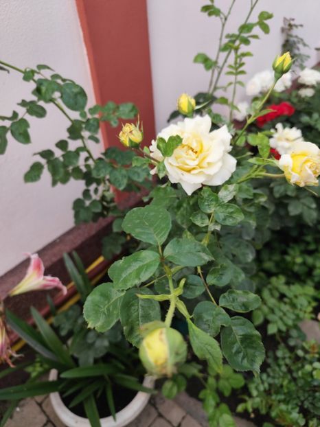  - Grădină vara 2024