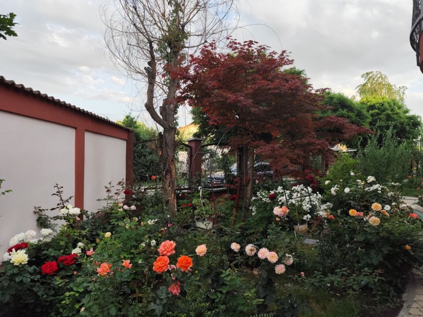  - Grădină vara 2024