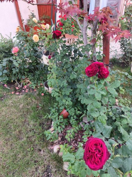  - Grădină vara 2024