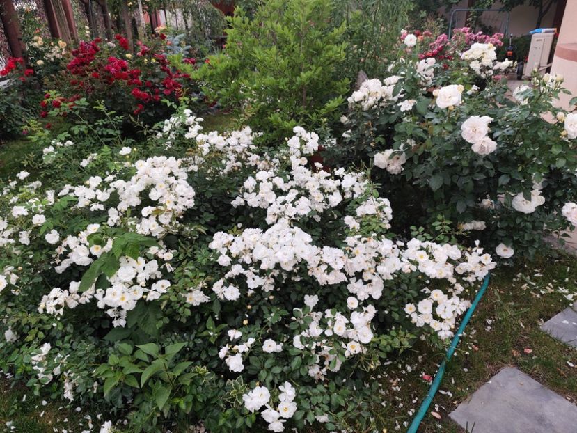  - Grădină vara 2024