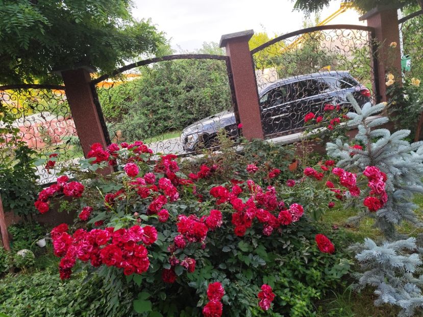  - Grădină vara 2024