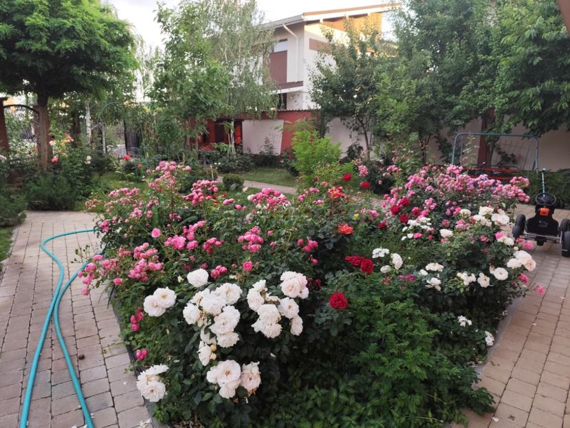  - Grădină vara 2024