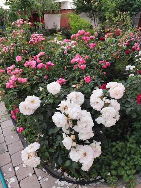  - Grădină vara 2024