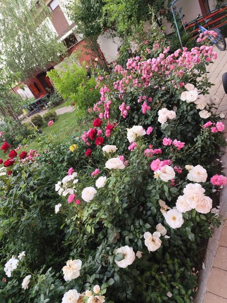  - Grădină vara 2024