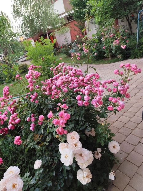  - Grădină vara 2024