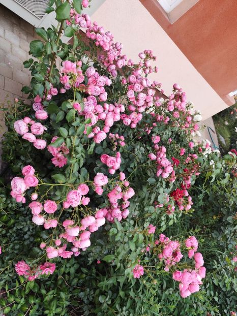  - Grădină vara 2024