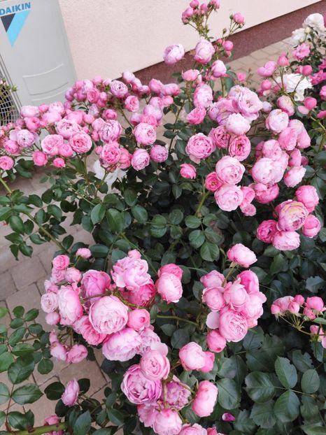  - Grădină vara 2024