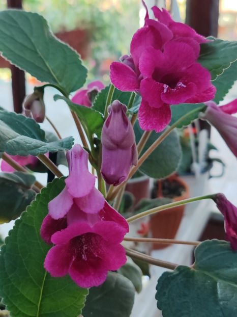 ISA'S Gorgeous - Sininngia