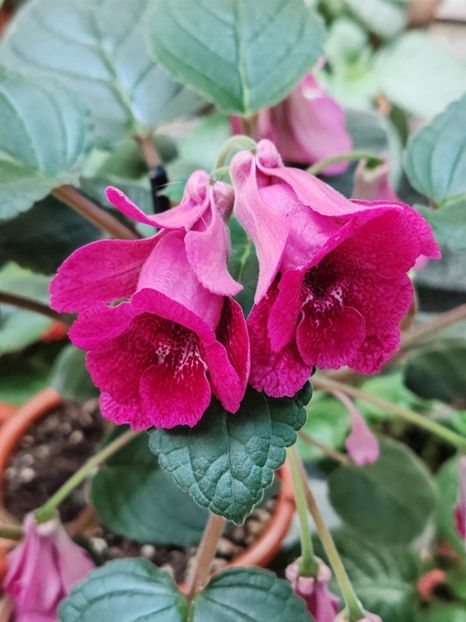 ISA'S Gorgeous - Sininngia