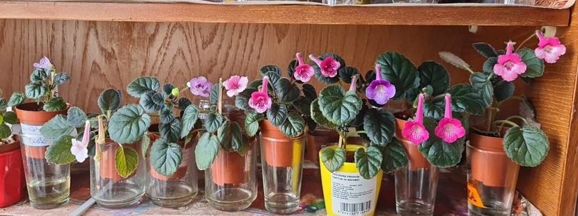 Messenger_creation_610eb7cc-aa0d-4520-96f5-8b38aea82bdc - Mini sinningii