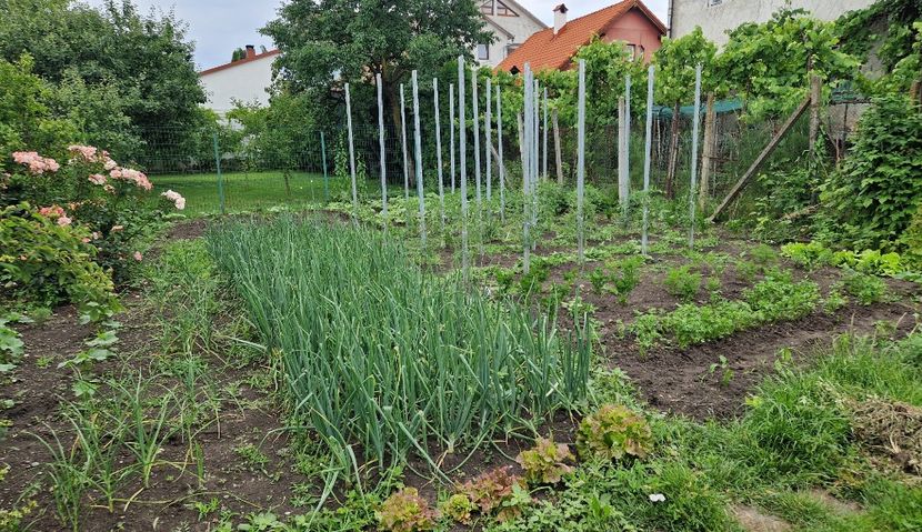  - 10 Gradinuta de legume 2024