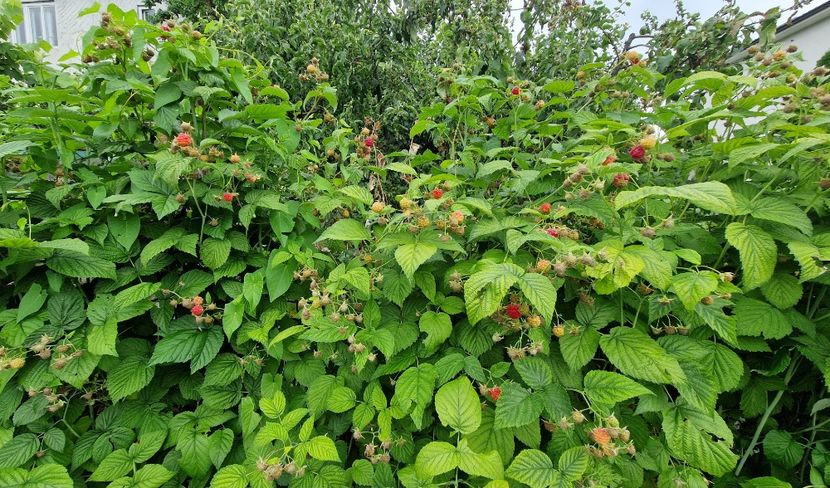 Dar urmeaza zmeura! - 10 Gradinuta de legume 2024