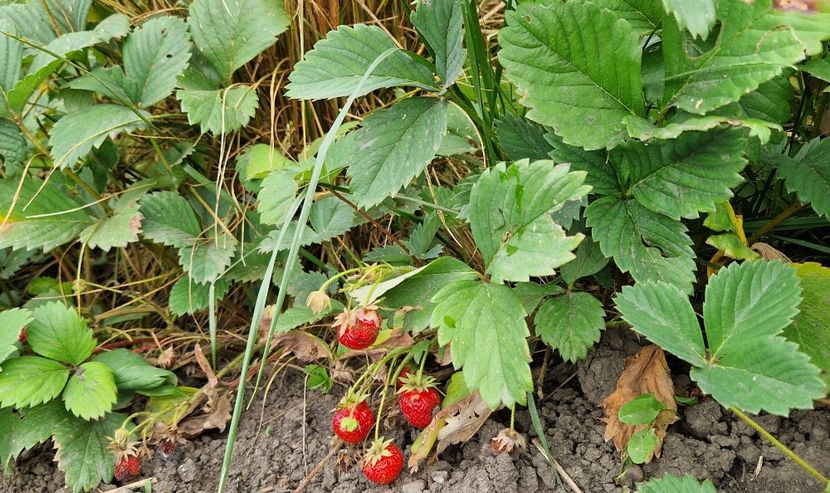 Capsunii s-au terminat - 10 Gradinuta de legume 2024