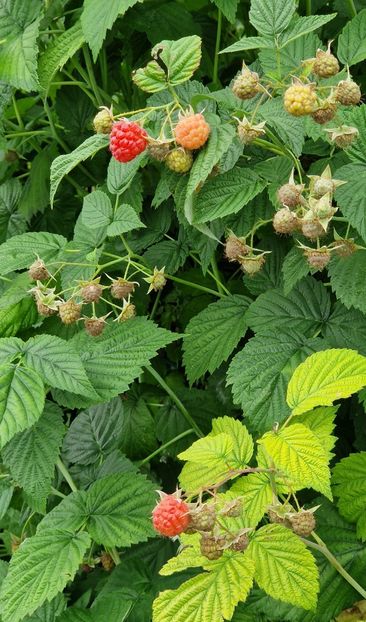  - 10 Gradinuta de legume 2024