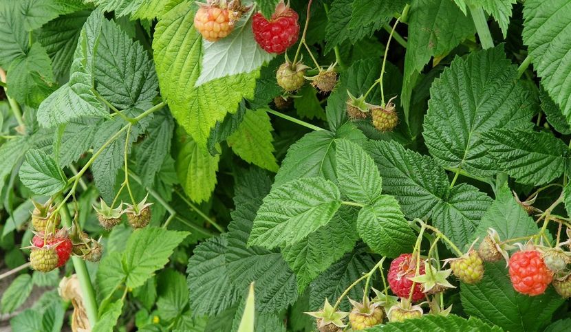  - 10 Gradinuta de legume 2024